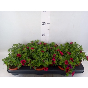 Calibrachoa  'Minifam Purple'