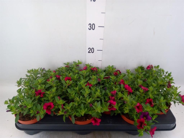 <h4>Calibrachoa 'Minifam Purple'</h4>