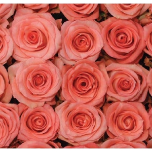 Rosa Pink Imagination