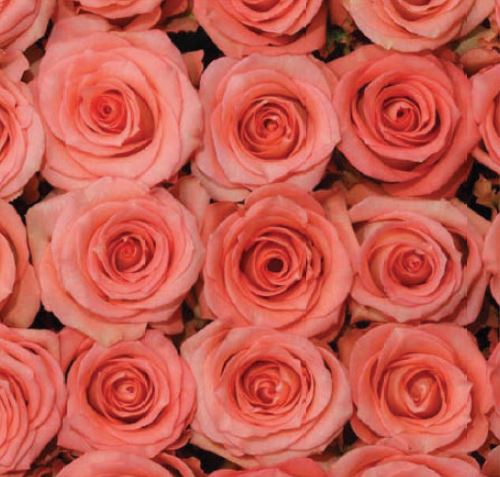Rosa Pink Imagination
