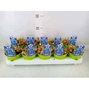 Muscari  'Magic Blue'