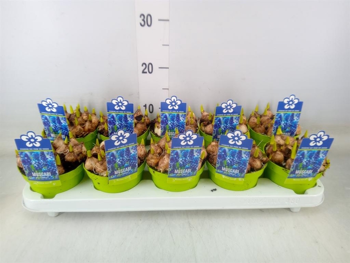 <h4>Muscari  'Magic Blue'</h4>