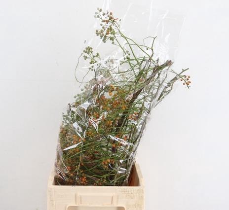 <h4>ROSA CORALLO ORANGE 080CM</h4>