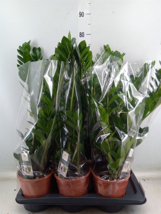 <h4>Zamioculcas zamiifolia</h4>