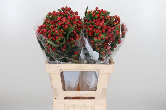 <h4>Hyp Mag Triumph</h4>