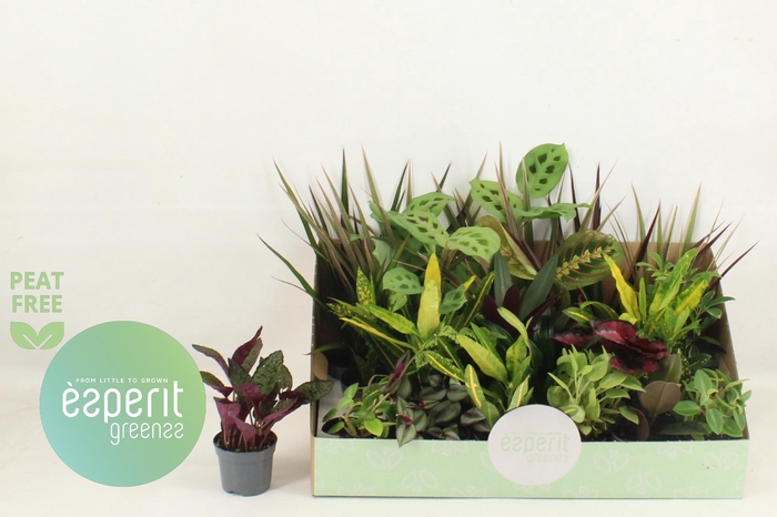 <h4>KAMERPL GEM OV</h4>