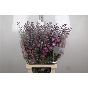 Delphinium DU 'Delphis Pink Power'