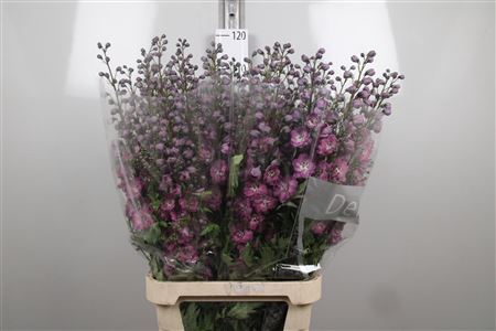 <h4>Delphinium DU 'Delphis Pink Power'</h4>