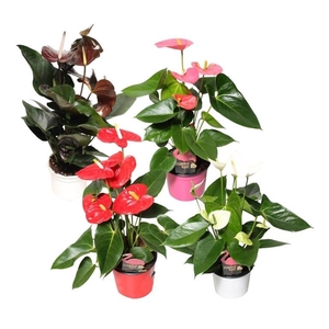 Anthurium Flamingo mix 12cm rood-roze-wit-zwart