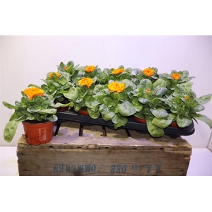 Calendul Officinalis