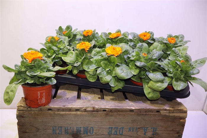 <h4>Calendul Officinalis</h4>