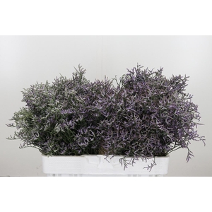 Limonium Sinense Safora Lilac