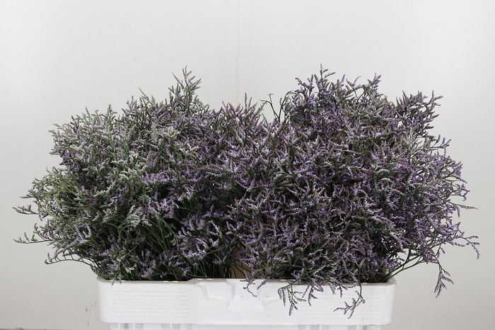 <h4>Limonium Sinense Safora Lilac</h4>
