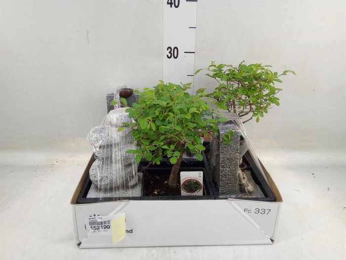 <h4>Bonsai   ...mix</h4>