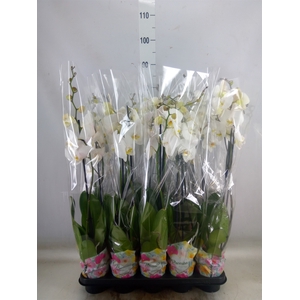Phalaenopsis   ...white