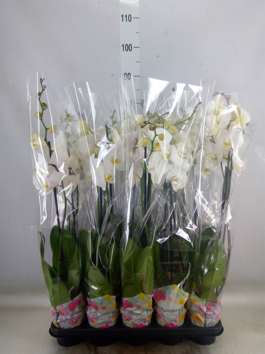 <h4>Phalaenopsis   ...white</h4>