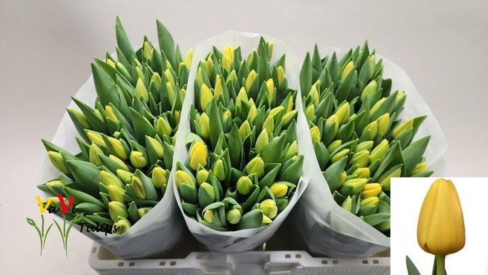 <h4>TU EN NOVI SUN</h4>