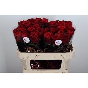 R Gr Red Naomi 70cm A1-34