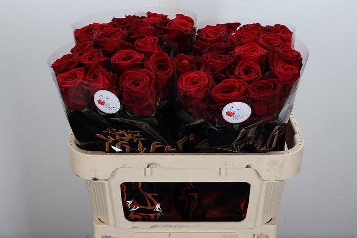 <h4>R Gr Red Naomi 70cm A1-34</h4>