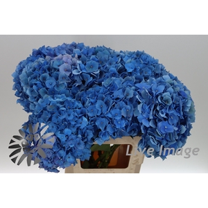 Hydrangea bela classic