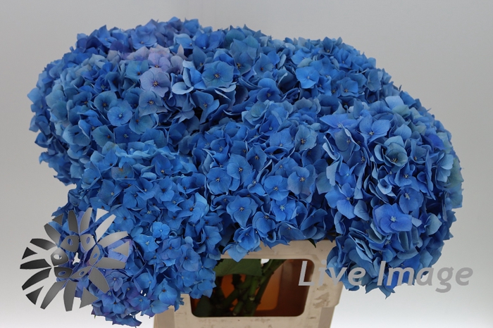 <h4>Hydrangea bela classic</h4>