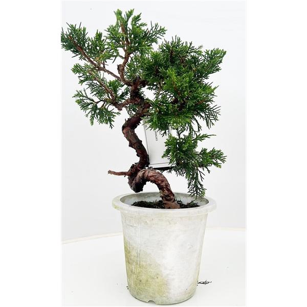 <h4>Juniperus chinensis, 13 cm, in white trainingpot</h4>
