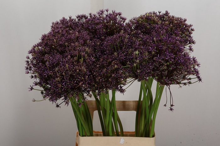 <h4>Allium Cherry</h4>