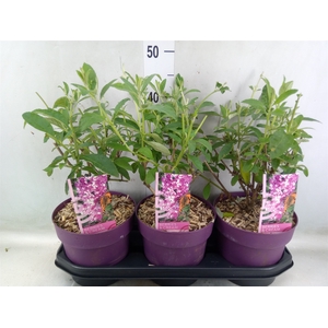 Buddleja davidii   ...