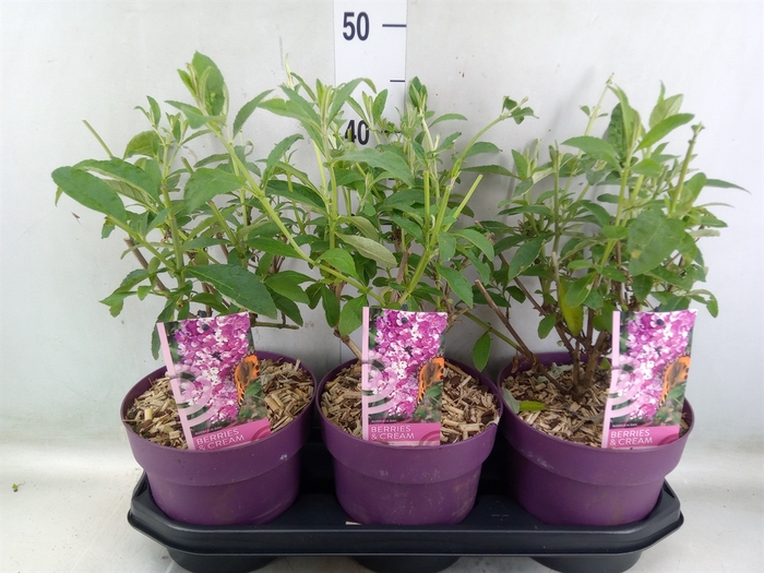 <h4>Buddleja davidii   ...</h4>