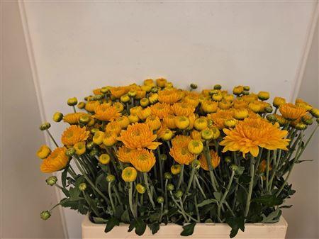 <h4>CHR T PAMELA GEEL</h4>