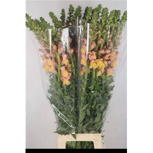 Antirrhinum It. Orange