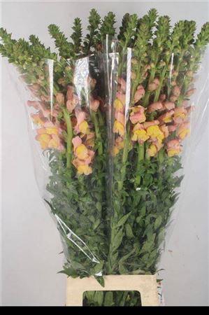 <h4>Antirrhinum It. Orange</h4>