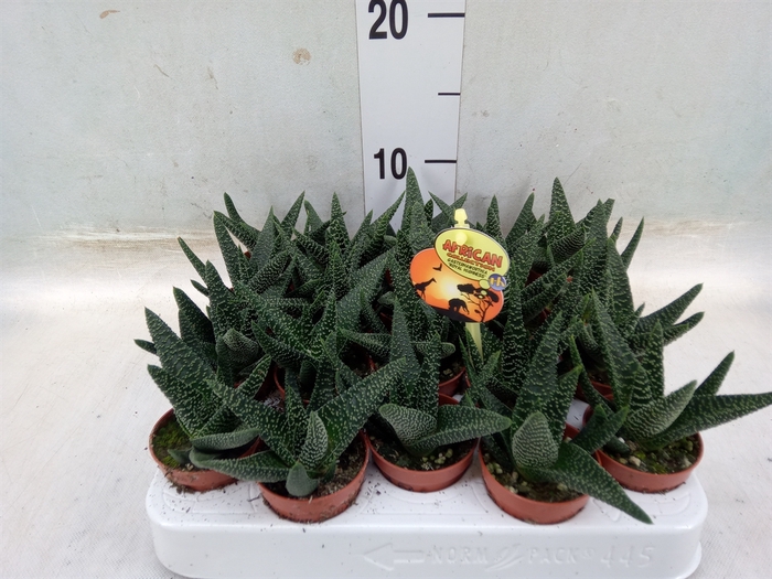 <h4>xGasterhaworthia  'Royal Highness'</h4>