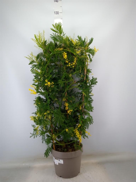 <h4>Acacia paradoxa</h4>