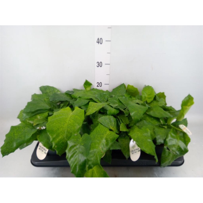 <h4>Calathea ...</h4>