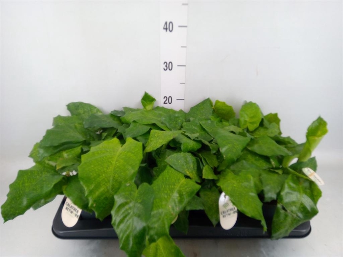 <h4>Calathea ...</h4>