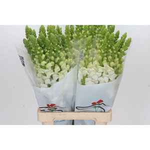 Antirrhinum Potomac White