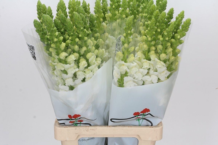 <h4>Antirrhinum Potomac White</h4>