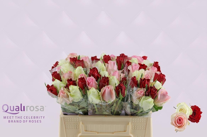 <h4>R Gr Mix Easy Lover</h4>