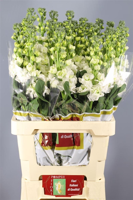 <h4>MATTH IRON WHITE</h4>