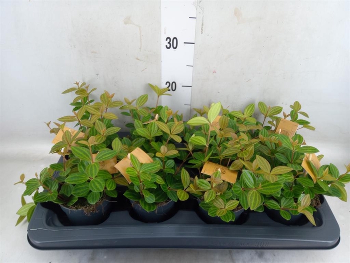 <h4>Peperomia angulata</h4>