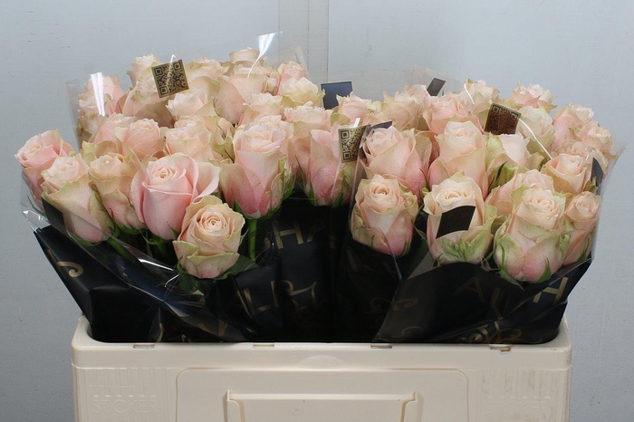 <h4>R Gr Lady Cava+</h4>