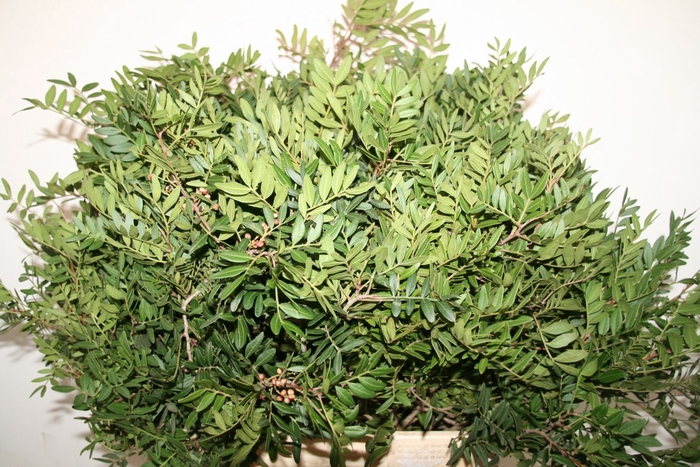 <h4>Pistache 60 Cm Per Tak</h4>