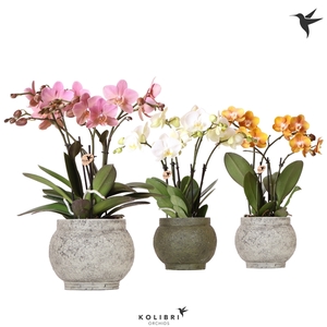 Kolibri Orchids Phalaenopsis Jewel mix in Ancient green mix