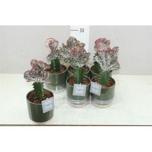 Euphorbia L Cristata Julia Groen Keramiek