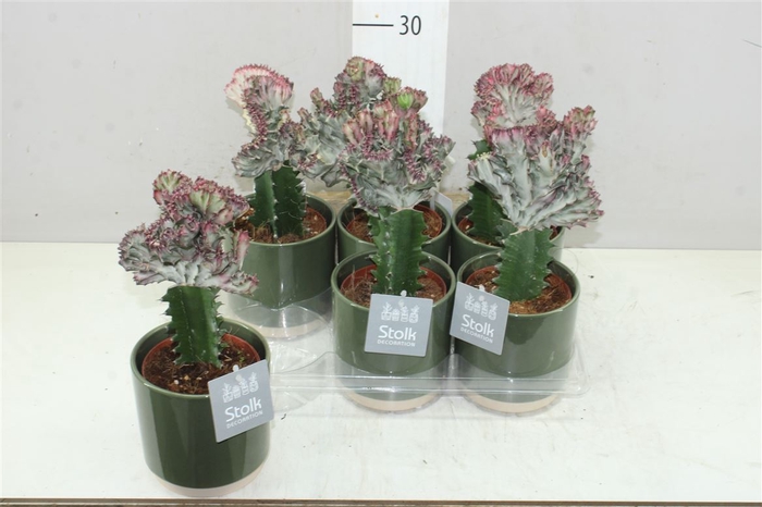 Euphorbia L Cristata Julia Groen Keramiek