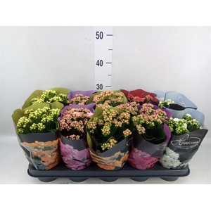 Kalanchoe blos. 'Perfecta'  ..mix 5