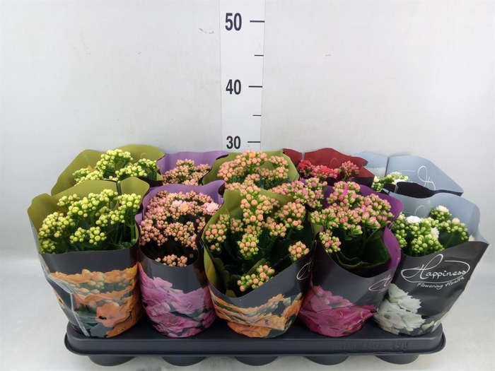 <h4>Kalanchoe blos. 'Perfecta'  ..mix 5</h4>