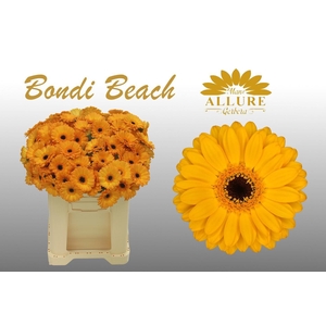 Gerbera mini 'Bondi-Beach' fust 555