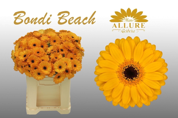 <h4>Gerbera mini 'Bondi-Beach' fust 555</h4>